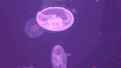 640 (2).gif